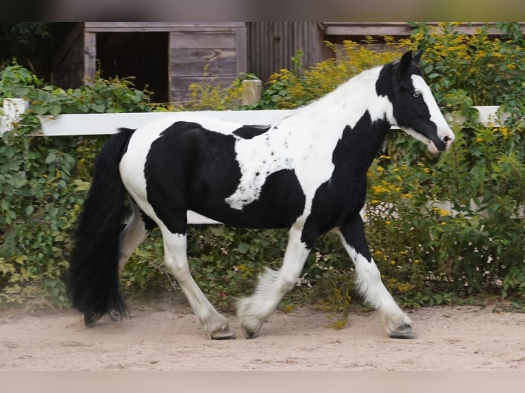 Cob Irlandese / Tinker / Gypsy Vanner Giumenta 13 Anni Tobiano-tutti i colori in Chuluota, FL