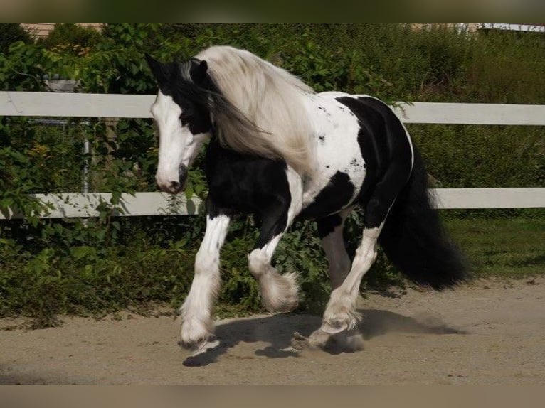 Cob Irlandese / Tinker / Gypsy Vanner Giumenta 13 Anni Tobiano-tutti i colori in Chuluota, FL