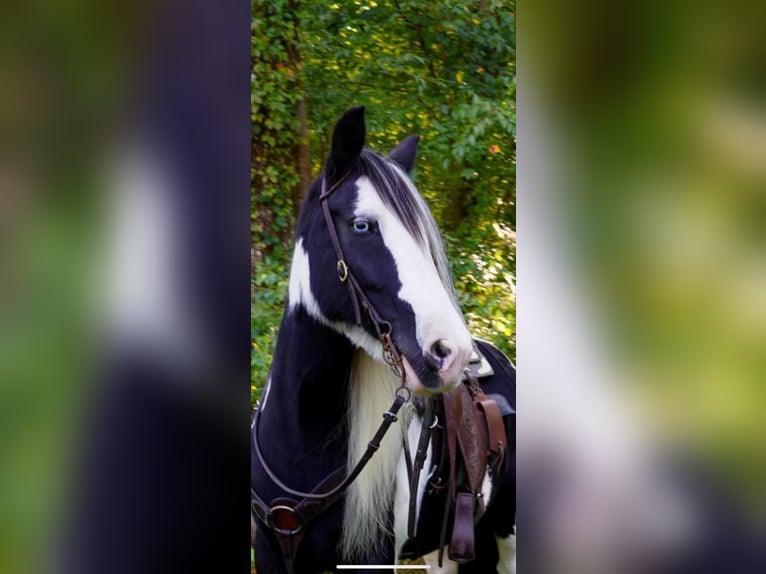 Cob Irlandese / Tinker / Gypsy Vanner Giumenta 13 Anni Tobiano-tutti i colori in Chuluota, FL