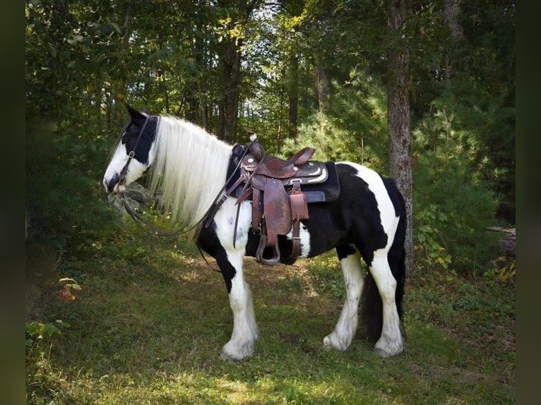 Cob Irlandese / Tinker / Gypsy Vanner Giumenta 13 Anni Tobiano-tutti i colori in Chuluota, FL