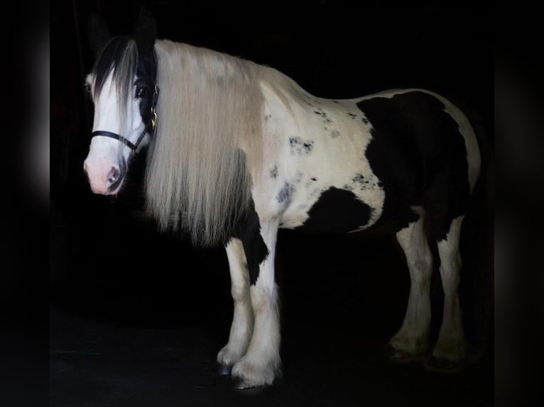 Cob Irlandese / Tinker / Gypsy Vanner Giumenta 13 Anni Tobiano-tutti i colori in Chuluota, FL