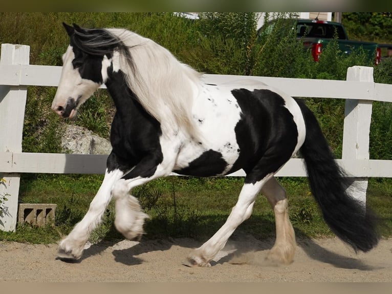 Cob Irlandese / Tinker / Gypsy Vanner Giumenta 13 Anni Tobiano-tutti i colori in Chuluota, FL