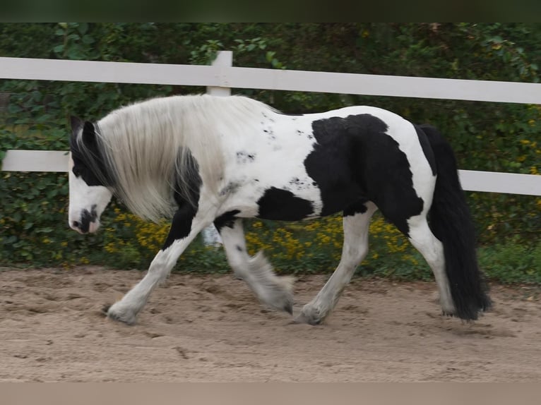 Cob Irlandese / Tinker / Gypsy Vanner Giumenta 13 Anni Tobiano-tutti i colori in Chuluota, FL