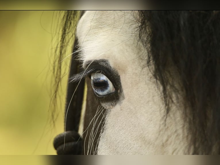 Cob Irlandese / Tinker / Gypsy Vanner Giumenta 14 Anni 140 cm Pezzato in Glinde