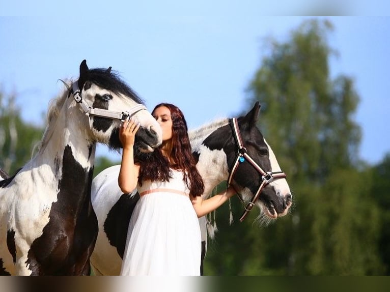 Cob Irlandese / Tinker / Gypsy Vanner Giumenta 14 Anni 140 cm Pezzato in Glinde