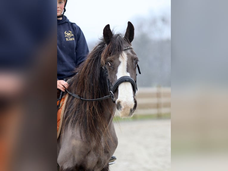 Cob Irlandese / Tinker / Gypsy Vanner Giumenta 14 Anni 146 cm Morello in Bogaarden