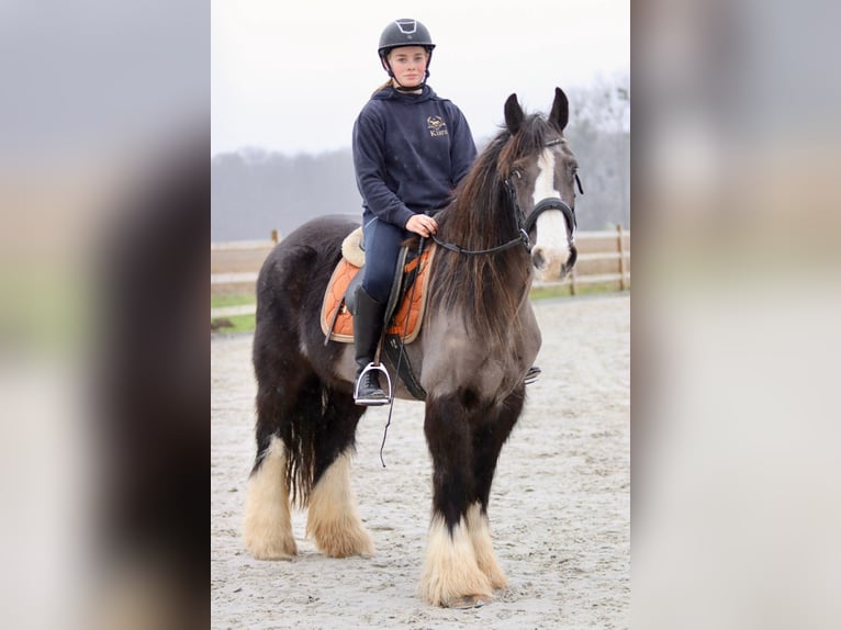 Cob Irlandese / Tinker / Gypsy Vanner Giumenta 14 Anni 146 cm Morello in Bogaarden