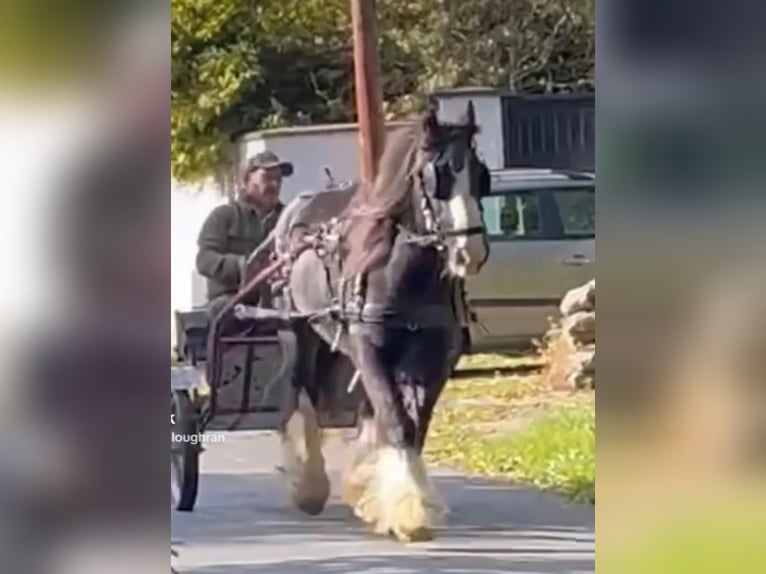 Cob Irlandese / Tinker / Gypsy Vanner Giumenta 14 Anni 146 cm Morello in Bogaarden