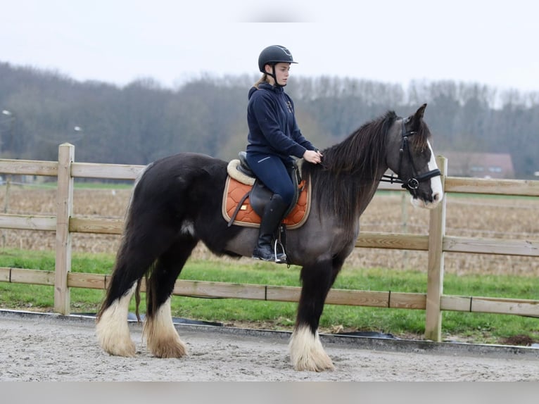 Cob Irlandese / Tinker / Gypsy Vanner Giumenta 14 Anni 146 cm Morello in Bogaarden