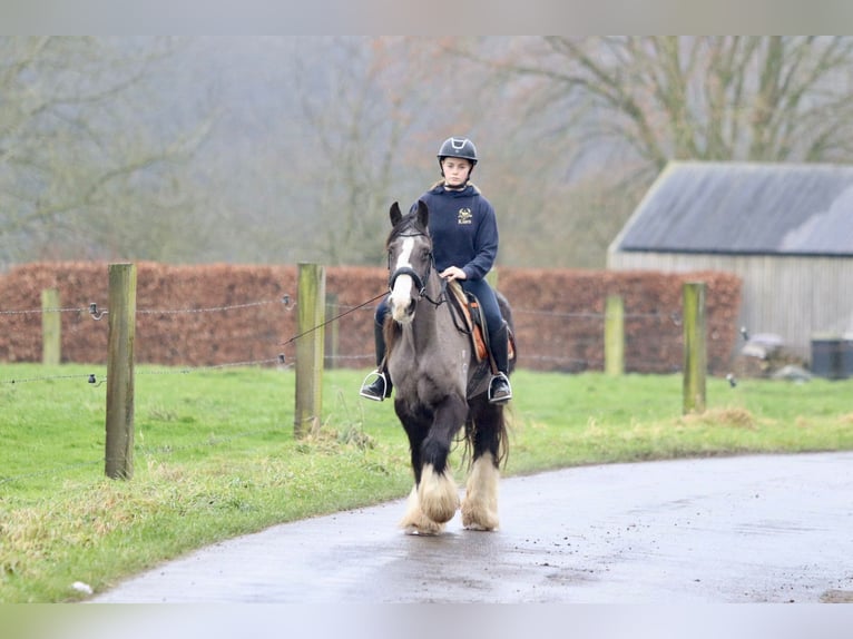 Cob Irlandese / Tinker / Gypsy Vanner Giumenta 14 Anni 146 cm Morello in Bogaarden