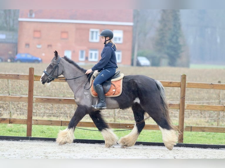 Cob Irlandese / Tinker / Gypsy Vanner Giumenta 14 Anni 146 cm Morello in Bogaarden