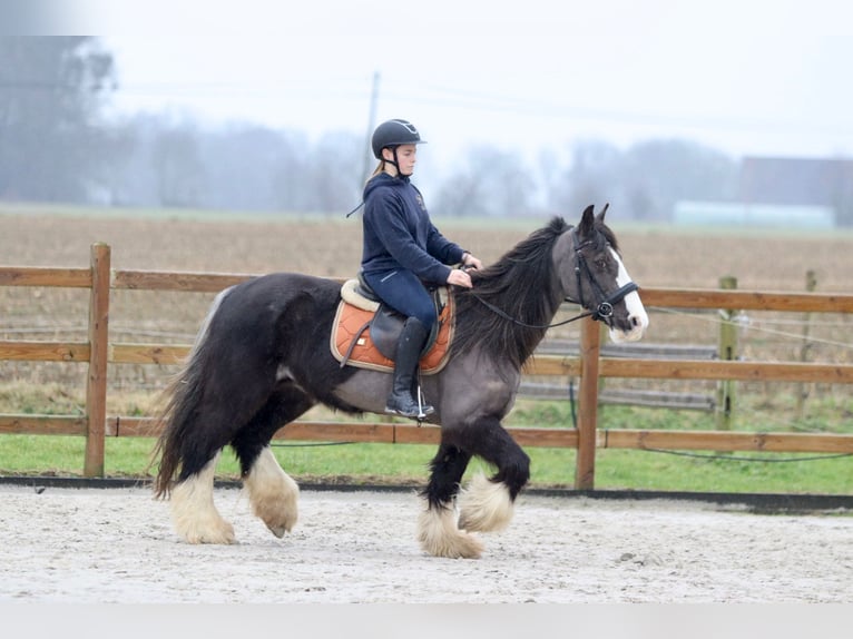 Cob Irlandese / Tinker / Gypsy Vanner Giumenta 14 Anni 146 cm Morello in Bogaarden