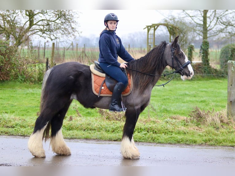 Cob Irlandese / Tinker / Gypsy Vanner Giumenta 14 Anni 146 cm Morello in Bogaarden