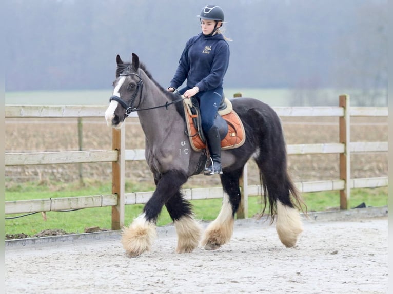 Cob Irlandese / Tinker / Gypsy Vanner Giumenta 14 Anni 146 cm Morello in Bogaarden