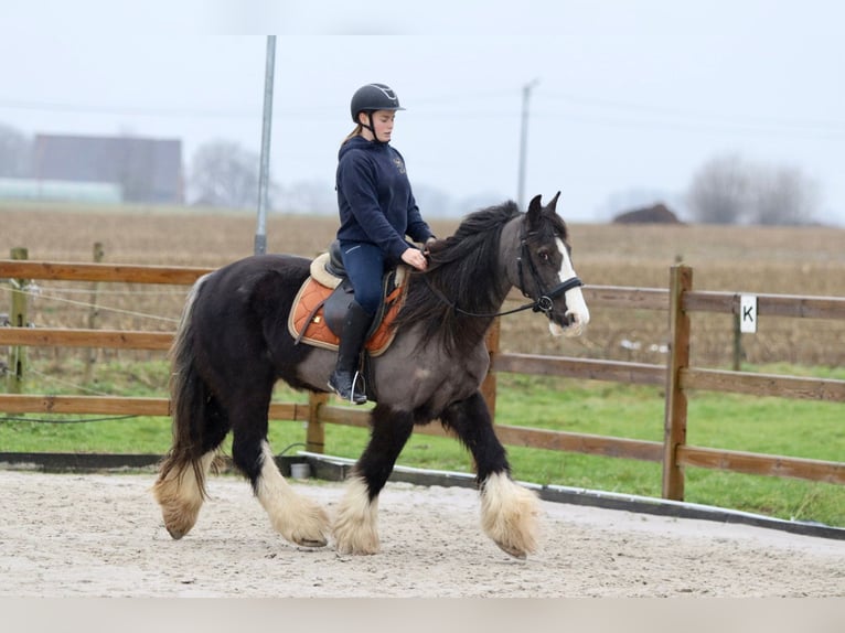 Cob Irlandese / Tinker / Gypsy Vanner Giumenta 14 Anni 146 cm Morello in Bogaarden