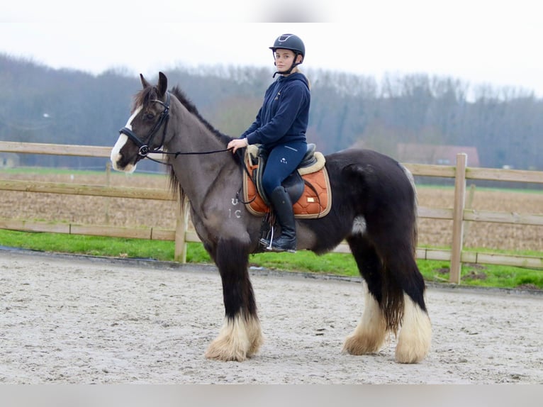 Cob Irlandese / Tinker / Gypsy Vanner Giumenta 14 Anni 146 cm Morello in Bogaarden