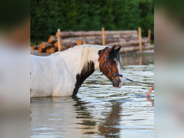 Cob Irlandese / Tinker / Gypsy Vanner Mix Giumenta 14 Anni 146 cm Pezzato in Wijdenes