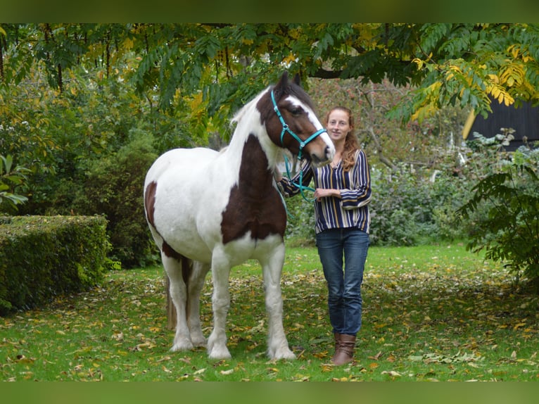 Cob Irlandese / Tinker / Gypsy Vanner Mix Giumenta 14 Anni 146 cm Pezzato in Wijdenes