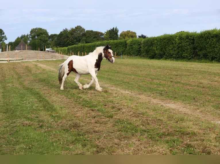 Cob Irlandese / Tinker / Gypsy Vanner Mix Giumenta 14 Anni 146 cm Pezzato in Wijdenes