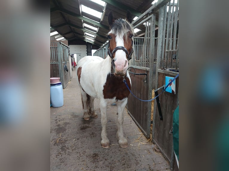 Cob Irlandese / Tinker / Gypsy Vanner Mix Giumenta 14 Anni 146 cm Pezzato in Wijdenes