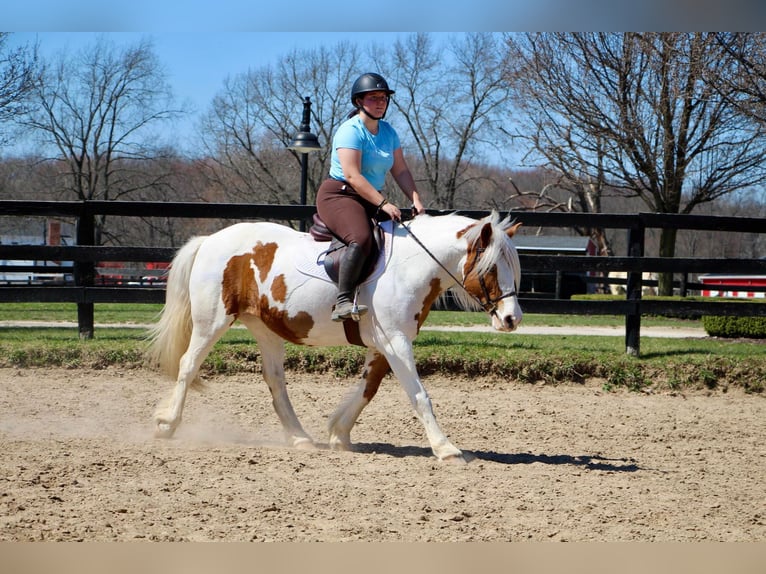 Cob Irlandese / Tinker / Gypsy Vanner Giumenta 14 Anni 147 cm Tobiano-tutti i colori in Highland MI