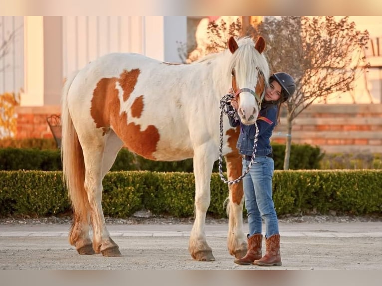 Cob Irlandese / Tinker / Gypsy Vanner Giumenta 14 Anni 147 cm Tobiano-tutti i colori in Highland MI