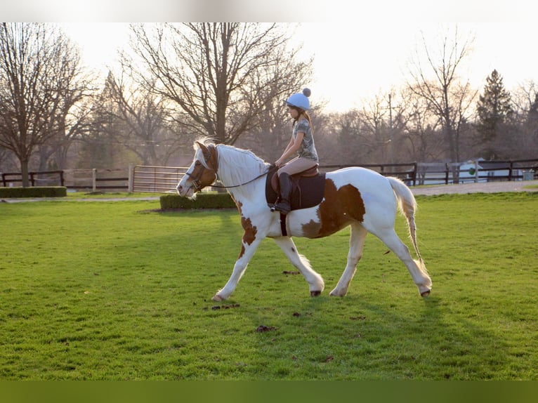 Cob Irlandese / Tinker / Gypsy Vanner Giumenta 14 Anni 147 cm Tobiano-tutti i colori in Highland MI