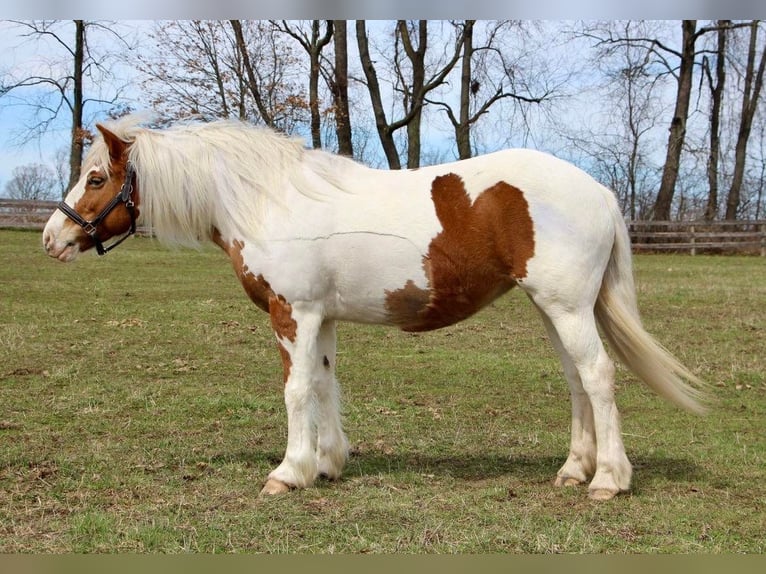 Cob Irlandese / Tinker / Gypsy Vanner Giumenta 14 Anni 147 cm Tobiano-tutti i colori in Highland MI