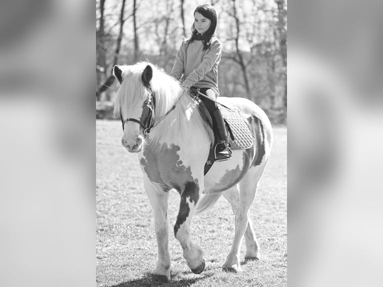 Cob Irlandese / Tinker / Gypsy Vanner Giumenta 14 Anni 147 cm Tobiano-tutti i colori in Highland MI