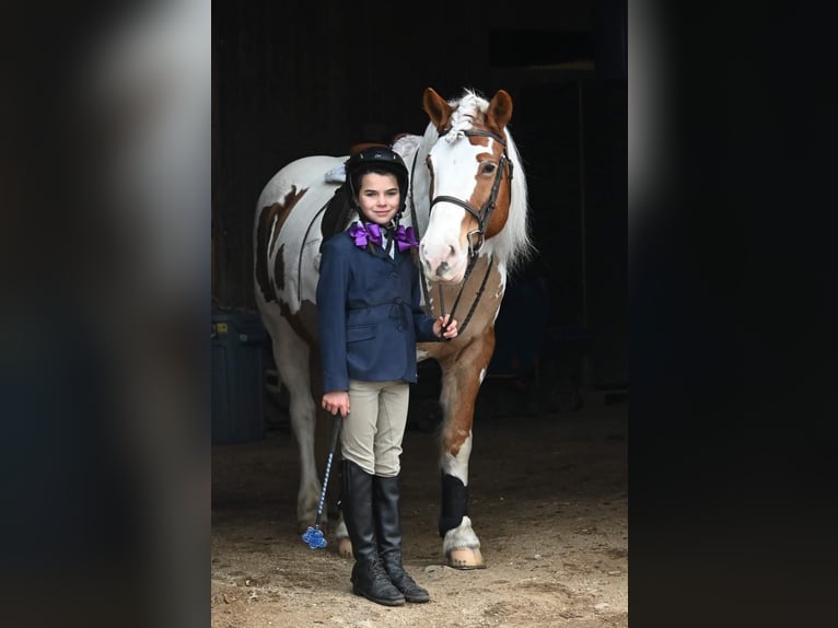 Cob Irlandese / Tinker / Gypsy Vanner Giumenta 14 Anni 147 cm Tobiano-tutti i colori in Highland MI