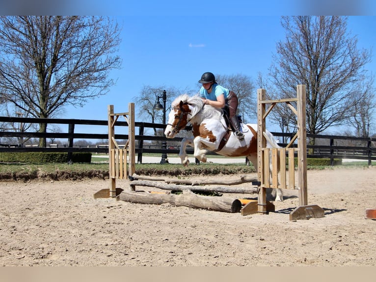 Cob Irlandese / Tinker / Gypsy Vanner Giumenta 14 Anni 147 cm Tobiano-tutti i colori in Highland MI