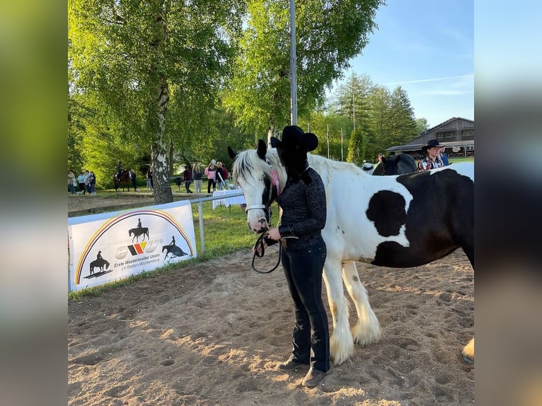 Cob Irlandese / Tinker / Gypsy Vanner Giumenta 14 Anni 150 cm Pezzato in ElztalElztal