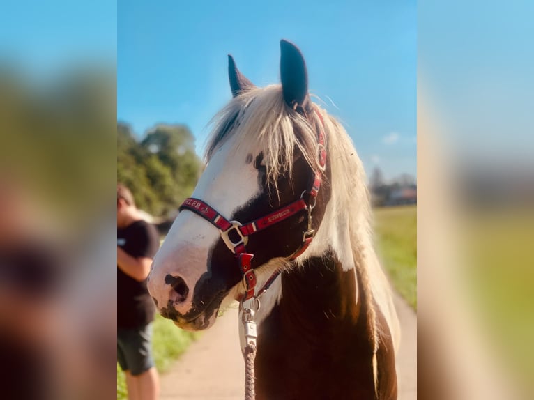 Cob Irlandese / Tinker / Gypsy Vanner Giumenta 14 Anni 150 cm Pezzato in ElztalElztal