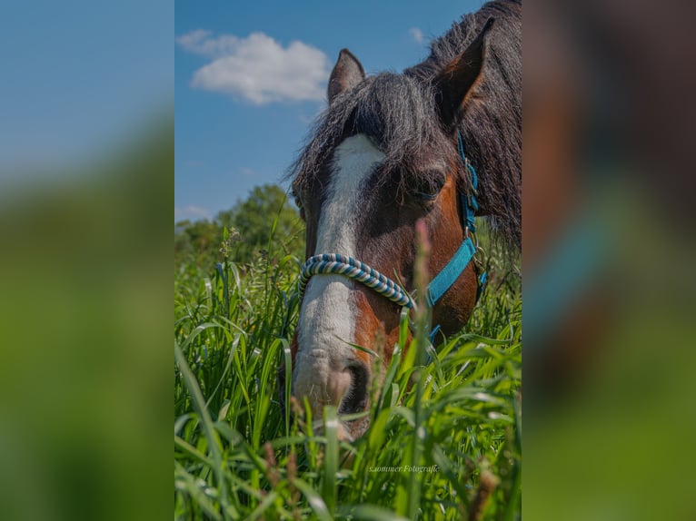 Cob Irlandese / Tinker / Gypsy Vanner Mix Giumenta 14 Anni 155 cm Baio in Erkrath