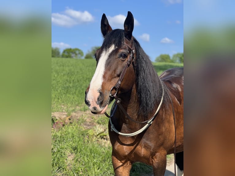 Cob Irlandese / Tinker / Gypsy Vanner Mix Giumenta 14 Anni 155 cm Baio in Erkrath