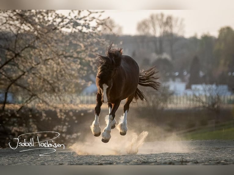 Cob Irlandese / Tinker / Gypsy Vanner Mix Giumenta 14 Anni 155 cm Baio in Erkrath