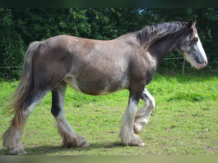 Cob Irlandese / Tinker / Gypsy Vanner Giumenta 14 Anni 157 cm Roano blu in Landstuhl