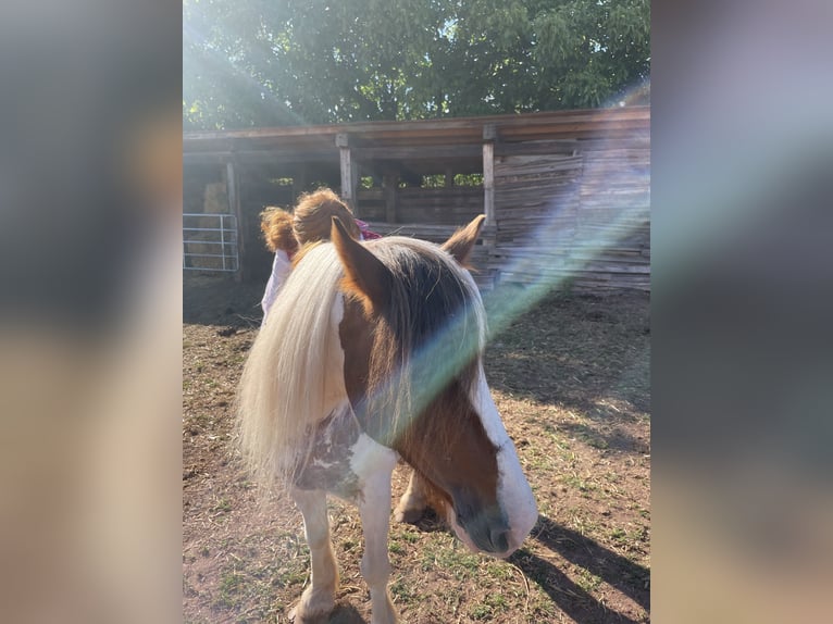 Cob Irlandese / Tinker / Gypsy Vanner Mix Giumenta 15 Anni 133 cm Pezzato in Mechernich