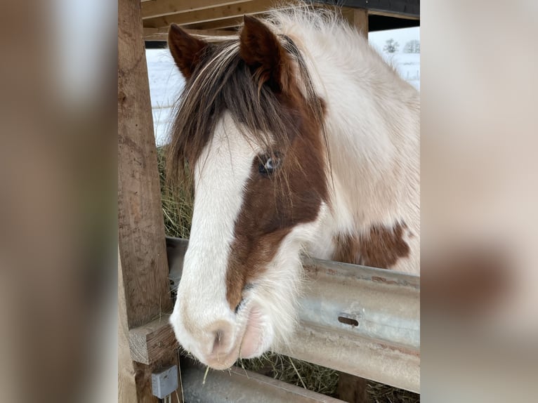 Cob Irlandese / Tinker / Gypsy Vanner Mix Giumenta 15 Anni 133 cm Pezzato in Mechernich