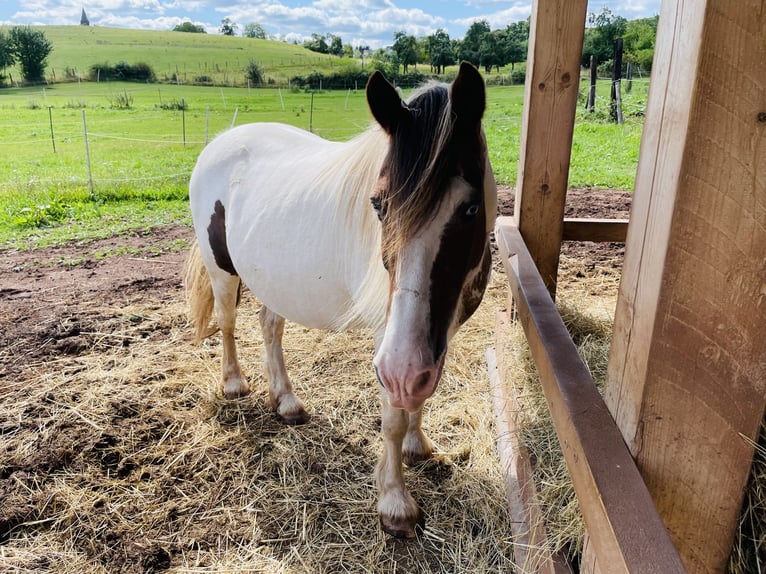 Cob Irlandese / Tinker / Gypsy Vanner Mix Giumenta 15 Anni 133 cm Pezzato in Mechernich