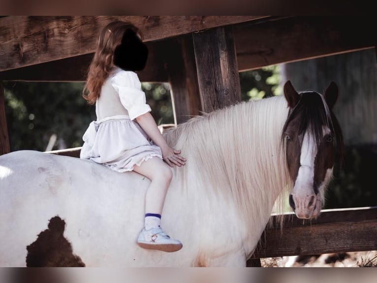 Cob Irlandese / Tinker / Gypsy Vanner Mix Giumenta 15 Anni 133 cm Pezzato in Mechernich