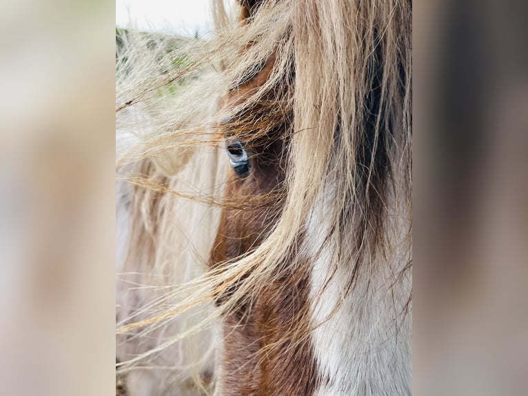 Cob Irlandese / Tinker / Gypsy Vanner Mix Giumenta 15 Anni 133 cm Pezzato in Mechernich