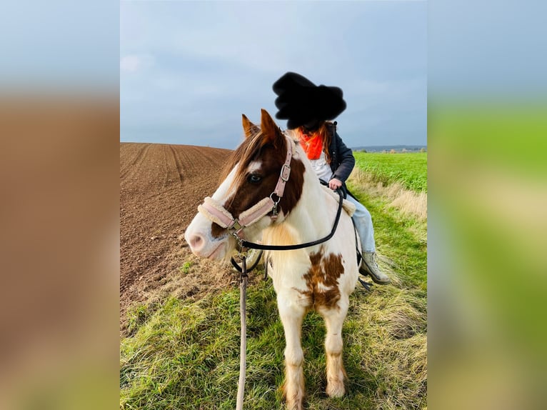 Cob Irlandese / Tinker / Gypsy Vanner Mix Giumenta 15 Anni 133 cm Pezzato in Mechernich