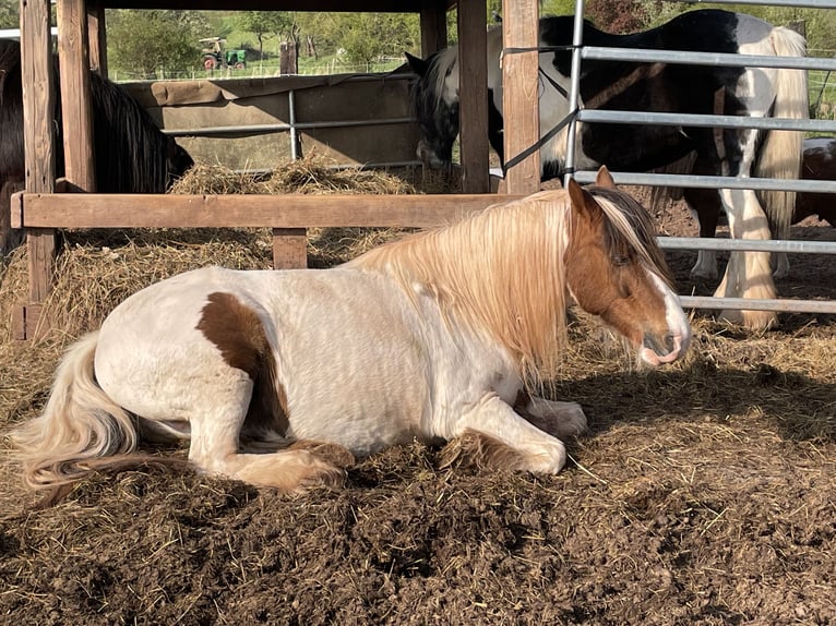 Cob Irlandese / Tinker / Gypsy Vanner Mix Giumenta 15 Anni 133 cm Pezzato in Mechernich