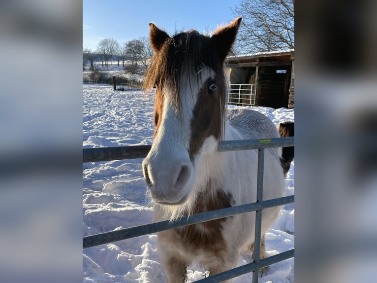 Cob Irlandese / Tinker / Gypsy Vanner Mix Giumenta 15 Anni 133 cm Pezzato in Mechernich