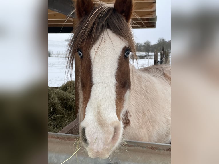 Cob Irlandese / Tinker / Gypsy Vanner Mix Giumenta 15 Anni 133 cm Pezzato in Mechernich