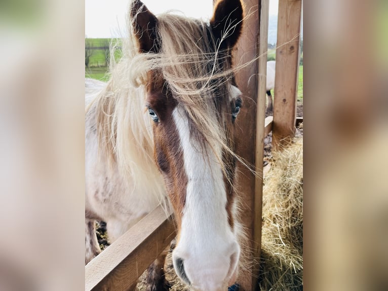 Cob Irlandese / Tinker / Gypsy Vanner Mix Giumenta 15 Anni 133 cm Pezzato in Mechernich