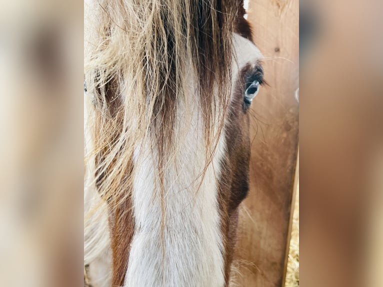 Cob Irlandese / Tinker / Gypsy Vanner Mix Giumenta 15 Anni 133 cm Pezzato in Mechernich