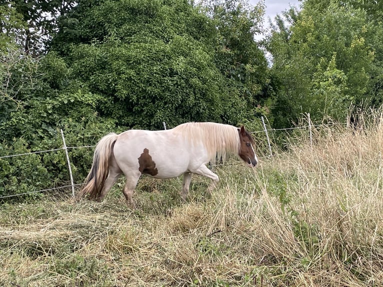 Cob Irlandese / Tinker / Gypsy Vanner Mix Giumenta 15 Anni 133 cm Pezzato in Mechernich