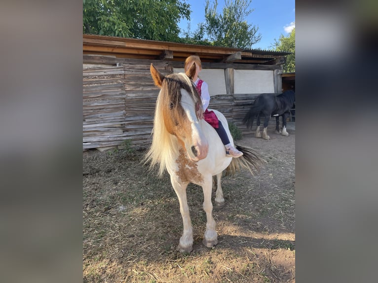 Cob Irlandese / Tinker / Gypsy Vanner Mix Giumenta 15 Anni 133 cm Pezzato in Mechernich